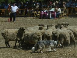 Exhibición perro pastor