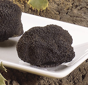 undefined plato trufas